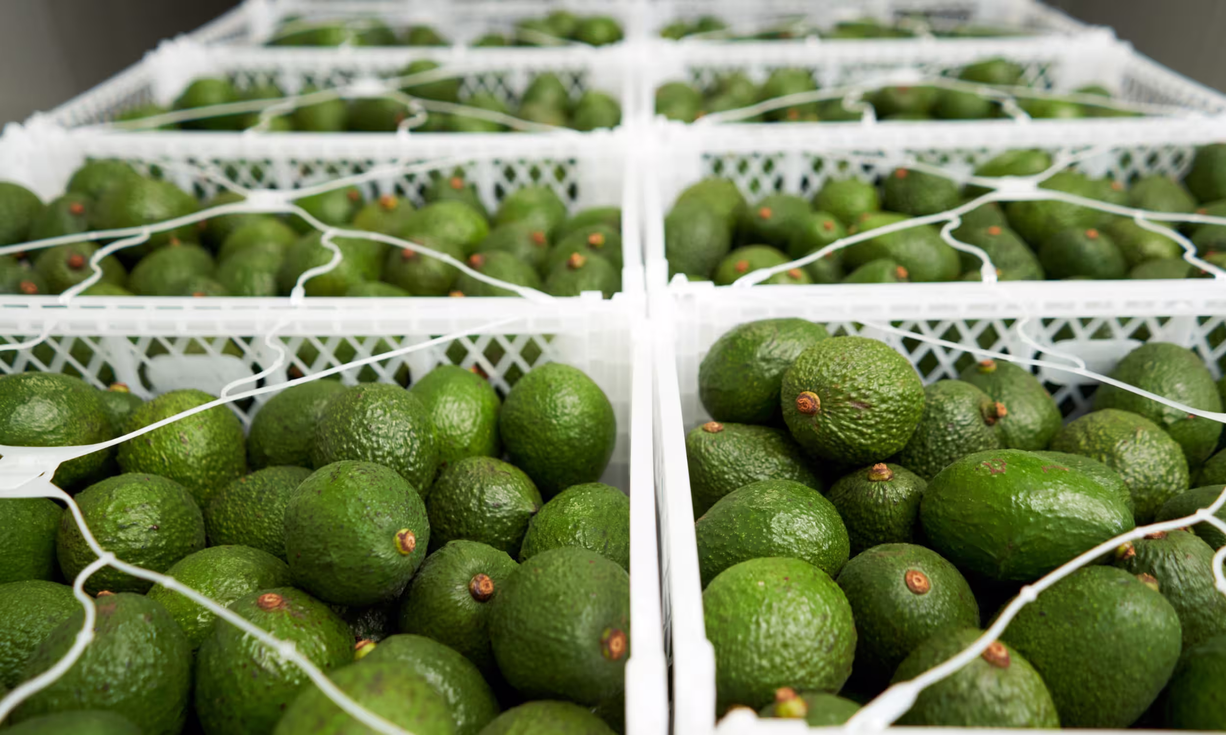 Aguacates para exportación