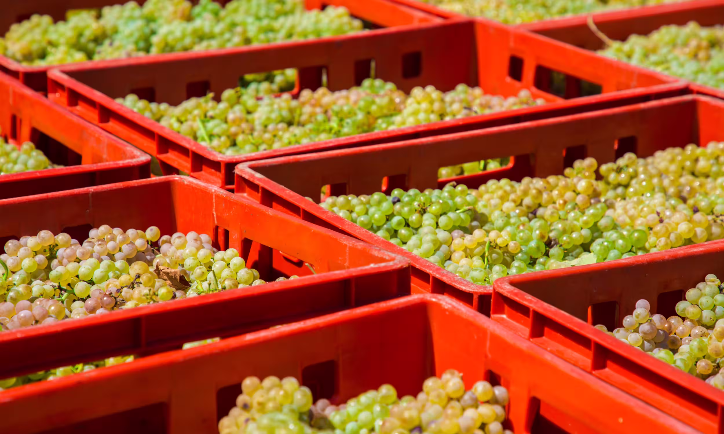 Uvas para exportación