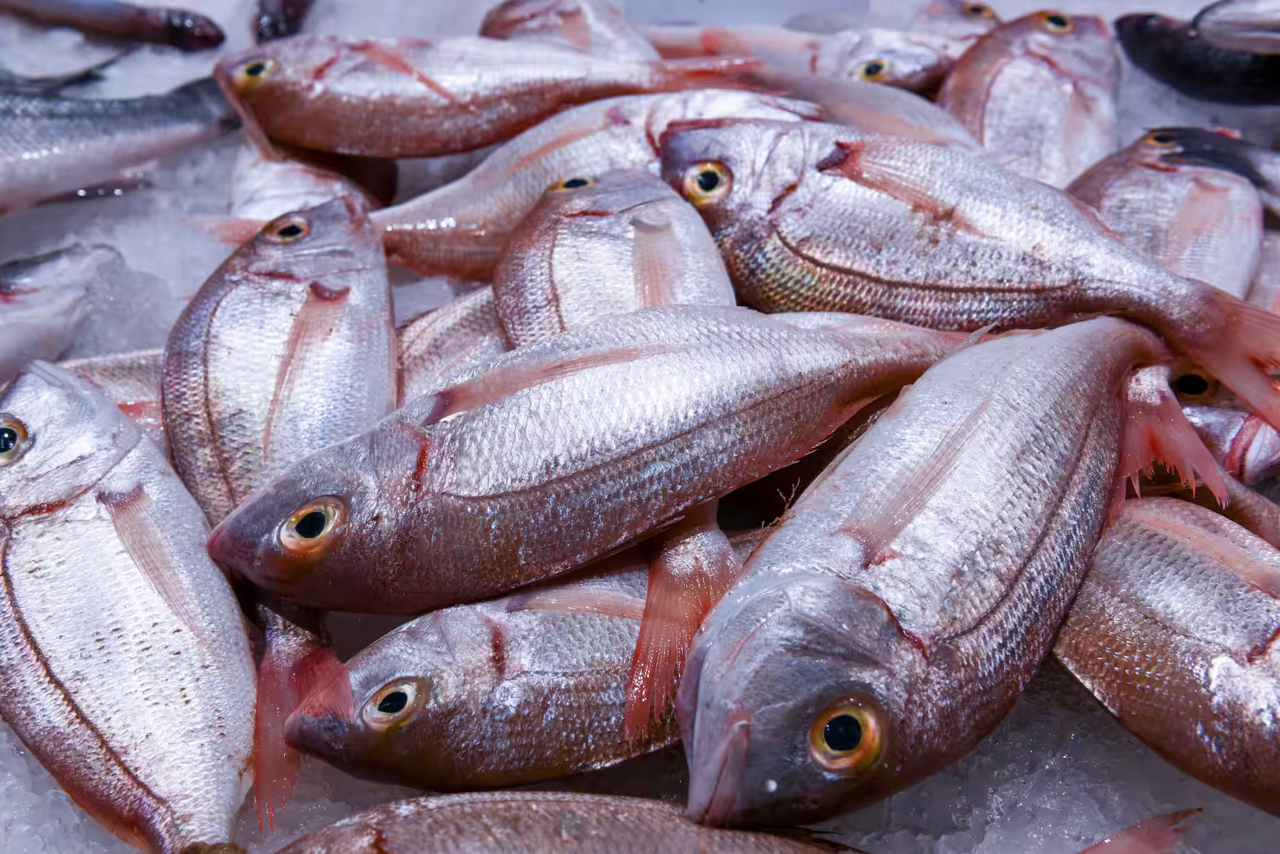 Pescado fresco mercado